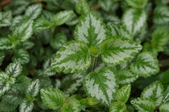 Lamium galeobdolon argentatum