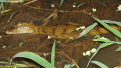 Caiman crocodilus