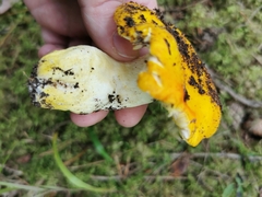 Russula aurea