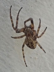 Larinioides ixobolus