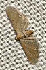 Eupithecia absinthiata