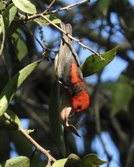 Myzomela sanguinolenta