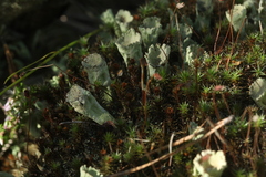 Cladonia deformis