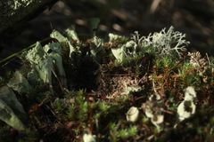 Cladonia deformis