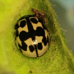 Oenopia conglobata
