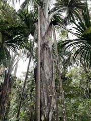 Arecaceae