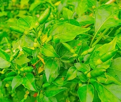 Capsicum annuum glabriusculum
