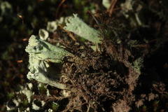 Cladonia deformis