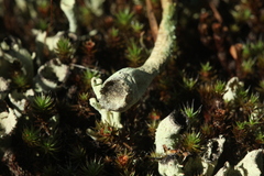 Cladonia deformis