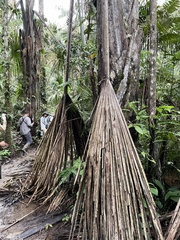 Arecaceae