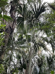 Arecaceae