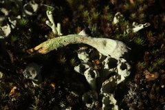Cladonia deformis