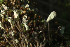 Cladonia deformis