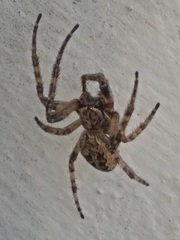 Larinioides ixobolus