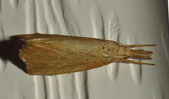 Diatraea crambidoides