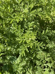 Artemisia afra