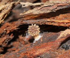 Psathyrella echinata
