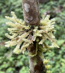 Plagiochila