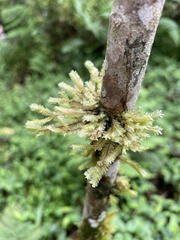 Plagiochila