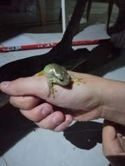 Hyla arborea