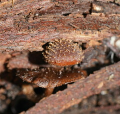 Psathyrella echinata
