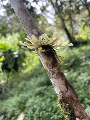 Plagiochila