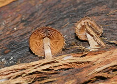 Psathyrella echinata