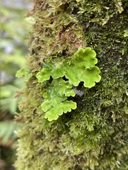 Lobariaceae