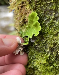Lobariaceae