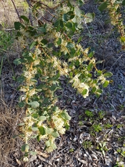 Hakea prostrata