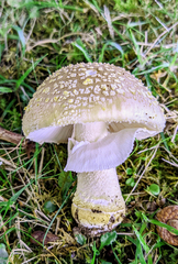 Amanita franchetii