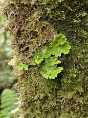 Lobariaceae