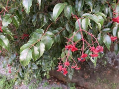 Staphylea japonica