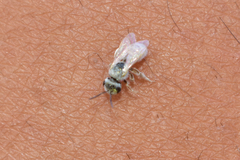 Vestitohalictus