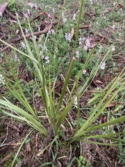 Lomandra multiflora dura