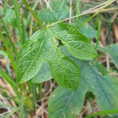 Passiflora cinnabarina