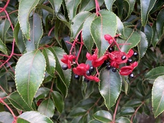 Staphylea japonica