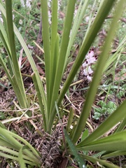 Lomandra multiflora dura