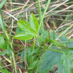 Passiflora cinnabarina