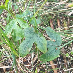 Passiflora cinnabarina
