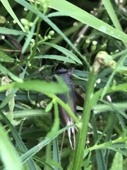 Teleogryllus emma