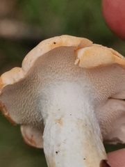 Hydnum repandum