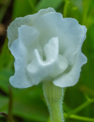Sesamum indicum