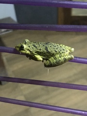 Scinax