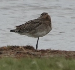Limosa limosa