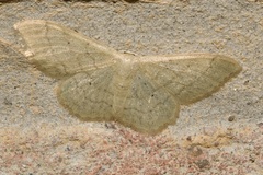 Idaea aversata