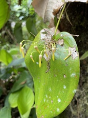 Pleurothallis dunstervillei