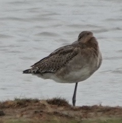 Limosa limosa