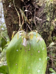 Pleurothallis dunstervillei