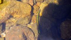 Actinopterygii